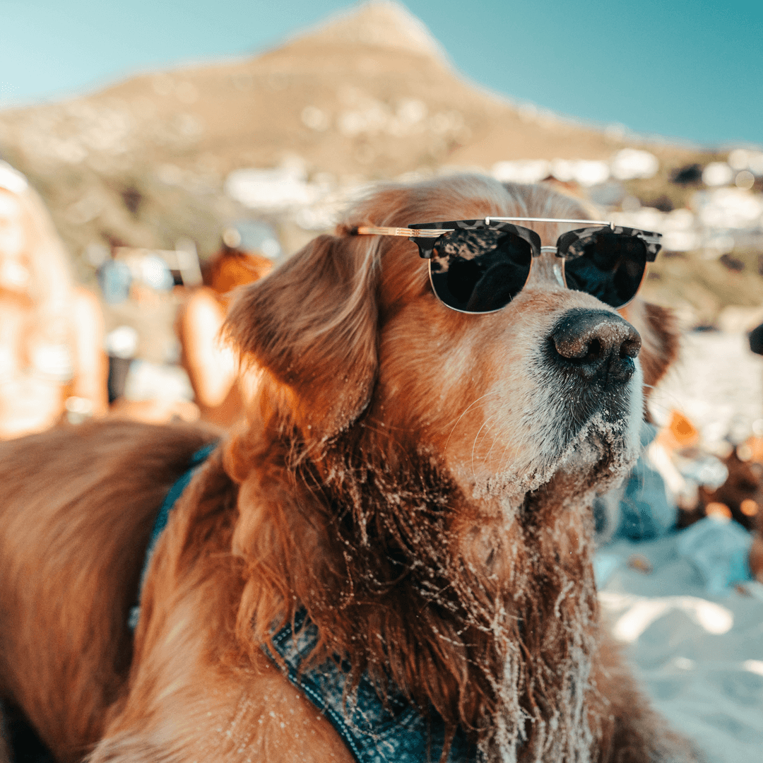Matte Gray Tortoise Shell Gold - Jet Black Lens Polarized - Castaway - One Revolver Surfboards